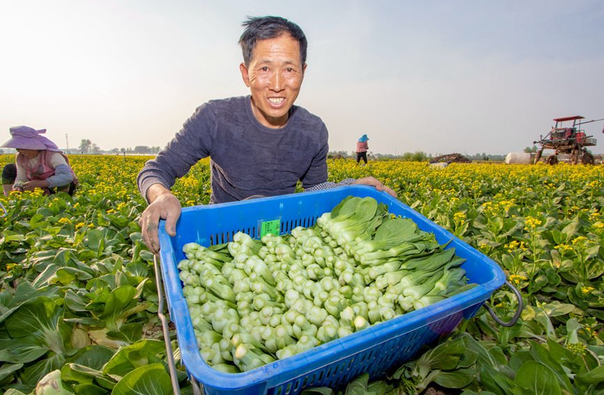 剛採摘的新鮮蔬菜。何志遠攝