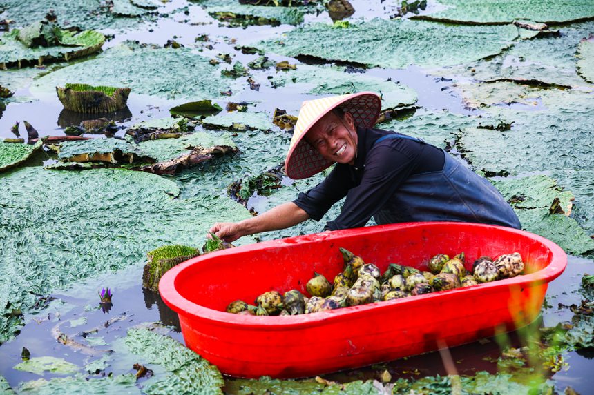 芡实进入采收期，河南省光山县农民在忙着采收芡实。谢万柏摄