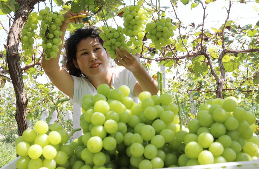 温县北冷乡北冷村村民陈素兰在采收葡萄。徐宏星摄