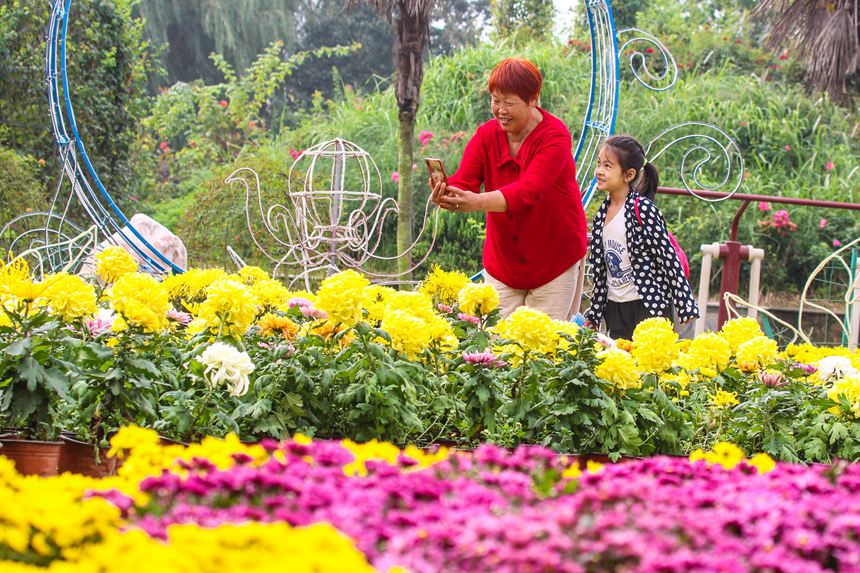 市民在南阳月季博览园赏菊。高嵩摄