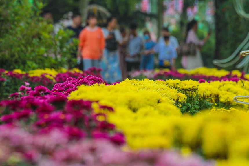 市民在南阳月季博览园赏菊。高嵩摄