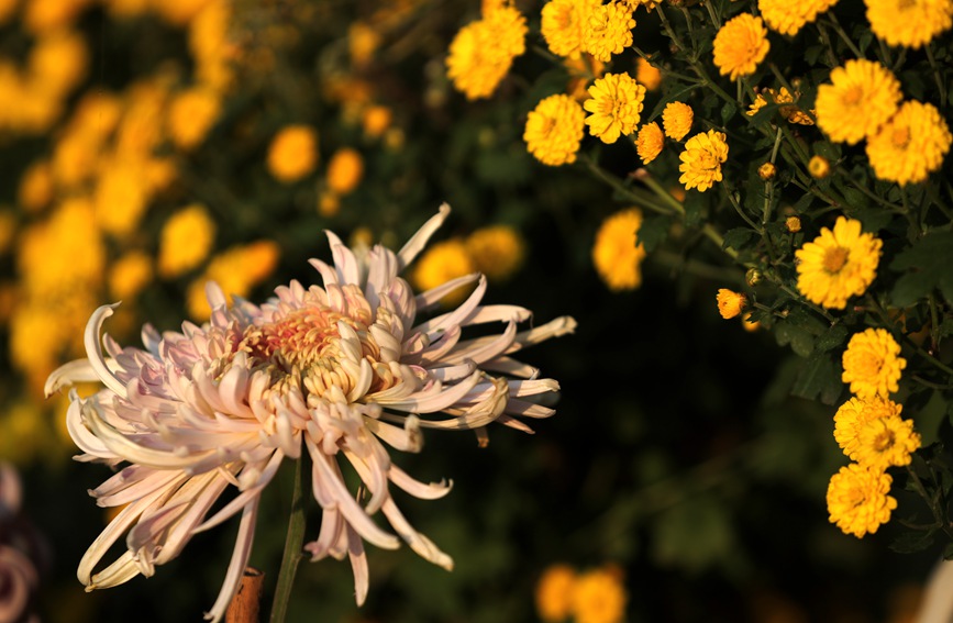 公园景区内造型各异，花色不同的菊花。原书胜摄