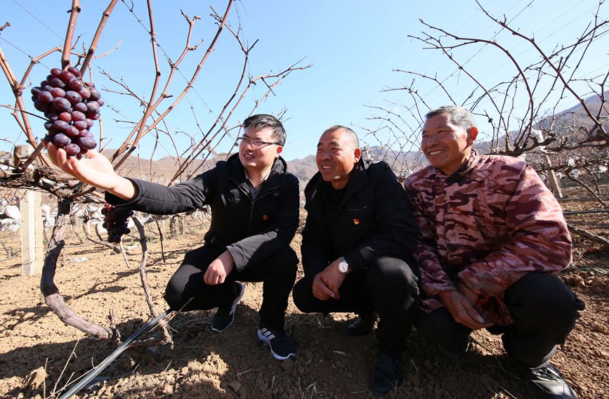 冰墨特種葡萄種植基地。康紅軍攝