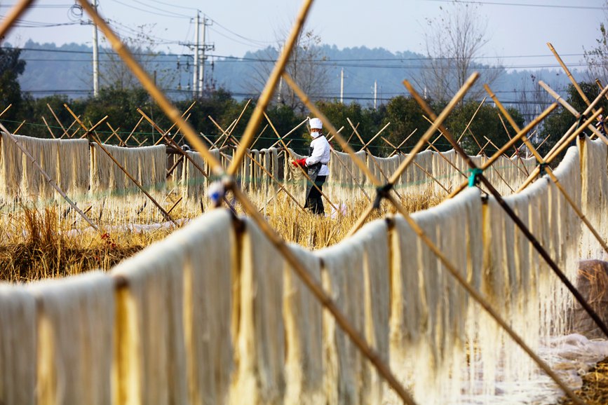 12月13日，光山縣文殊鄉杜槐村芳斌家庭農場，村民正在忙著制作、晾晒傳統手工純紅薯粉條。謝萬柏攝