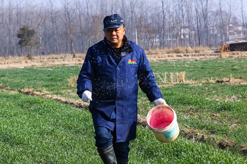 河南省信陽市光山縣方樓村方園合作社農民正在進行小麥田間管理。謝萬柏攝