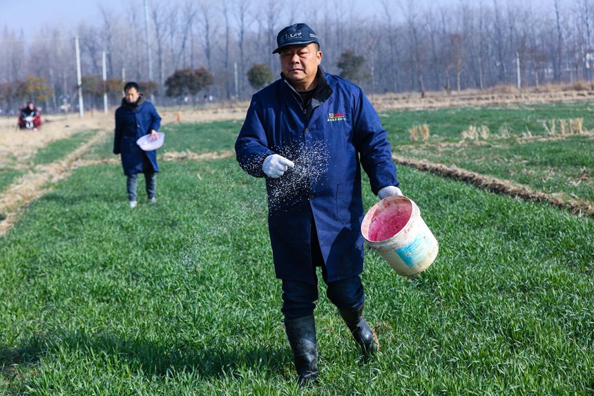 河南省信陽市光山縣方樓村方園合作社農民正在進行小麥田間管理。謝萬柏攝