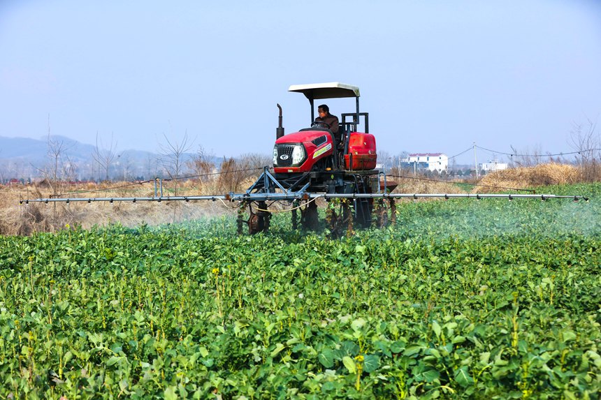 河南省光山縣新民農業機械化合作社社員在用自走式機械給油菜噴洒葉面肥。謝萬柏攝