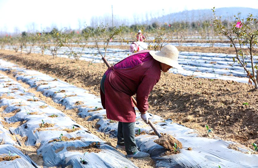 河南省信陽市光山縣仙居鄉張灣村，村民正在蔬菜基地勞作。謝萬柏攝