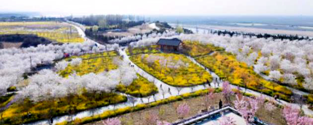 河南荥阳：5000亩樱花迎春开放