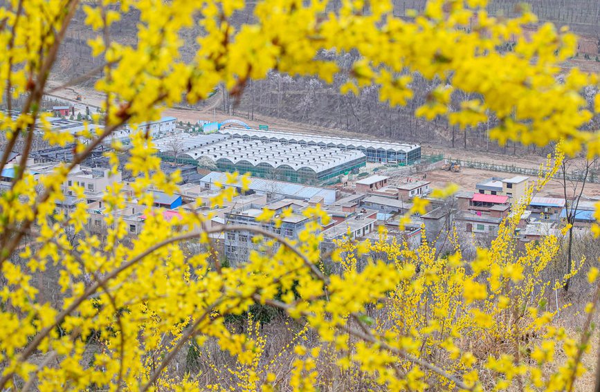 隨風搖曳的連翹花，扮靚了山村。聶金鋒攝