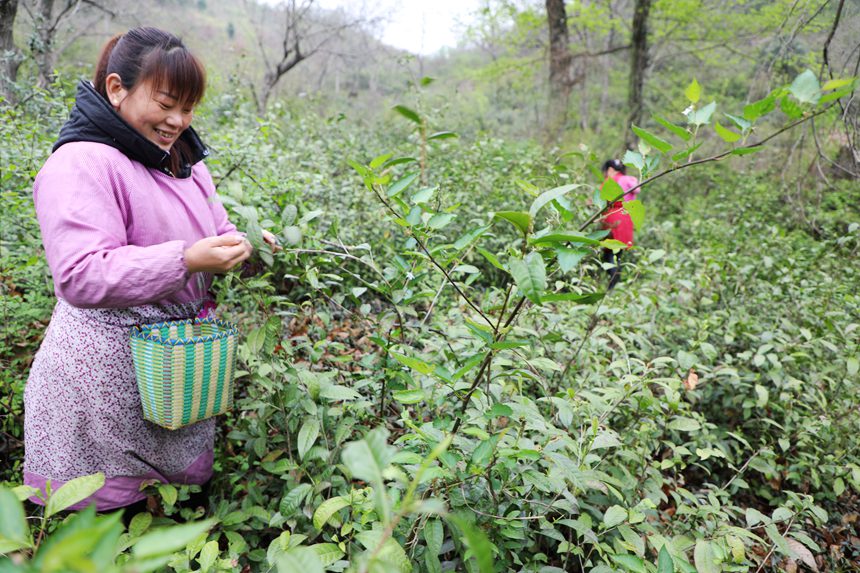 喜採新茶。徐銘攝