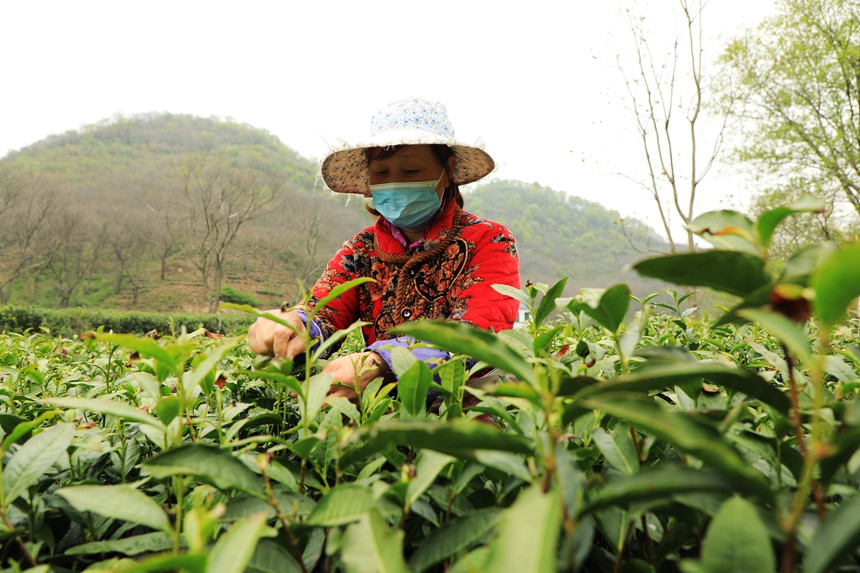 採茶工人在茶園採摘鮮葉。徐銘攝