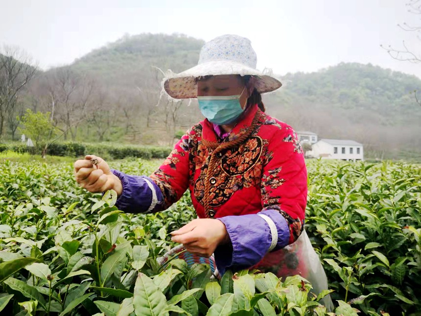 採茶工人在茶園採摘鮮葉。徐銘攝