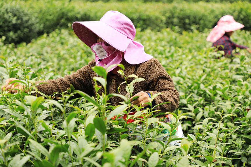 採茶工人在茶園採摘鮮葉 。徐銘攝