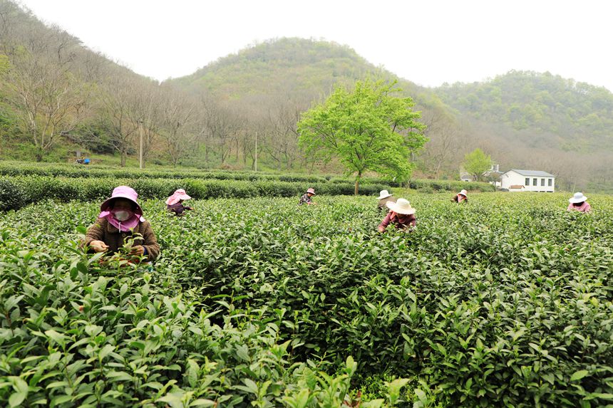 採茶工人在茶園採摘鮮葉。徐銘攝