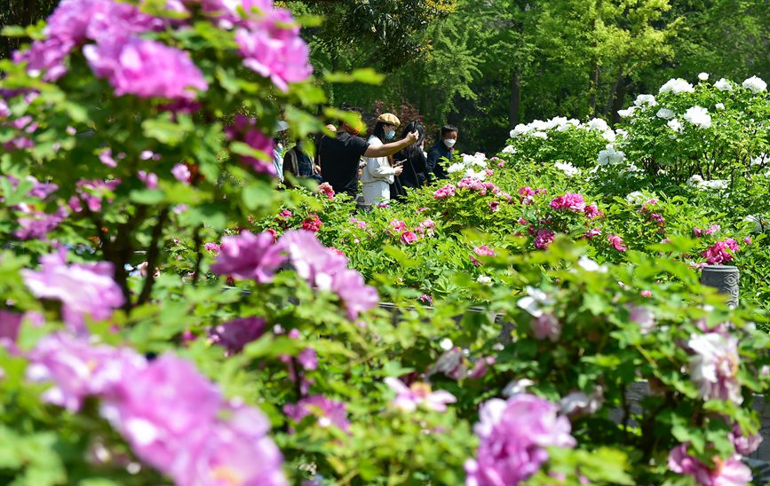 4月3日，市民在河南省洛陽市王城公園欣賞盛開的牡丹花。黃政偉攝 