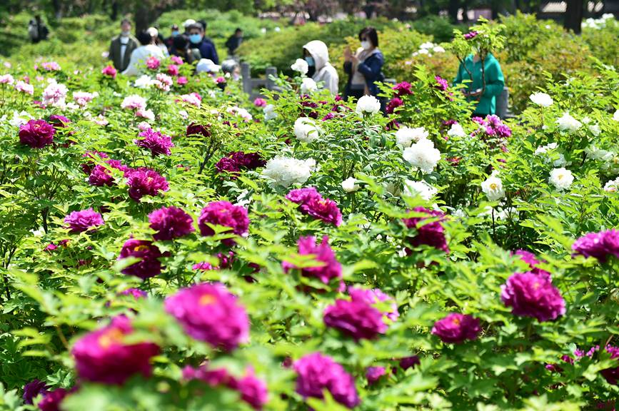 4月3日，市民在河南省洛陽市王城公園欣賞盛開的牡丹花。黃政偉攝 