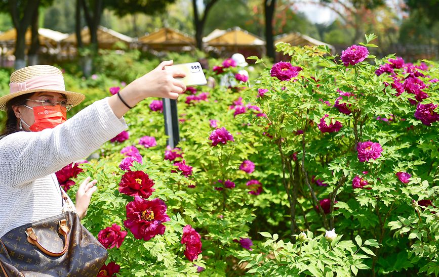 4月3日，市民在河南省洛陽市王城公園欣賞盛開的牡丹花。黃政偉攝 