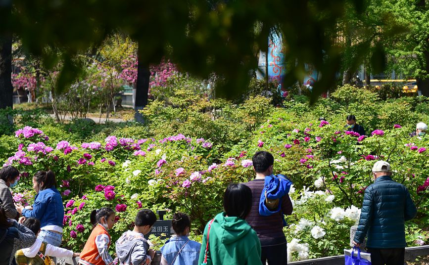 4月3日，市民在河南省洛陽市王城公園欣賞盛開的牡丹花。黃政偉攝 