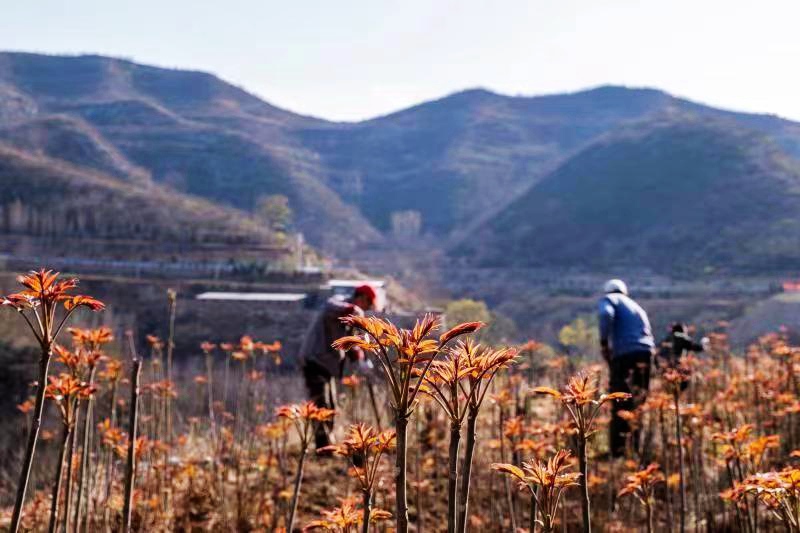 野生紅油香椿是鶴壁市鶴山區村民的重要經濟來源和鄉村振興的特色產業。張東輝攝