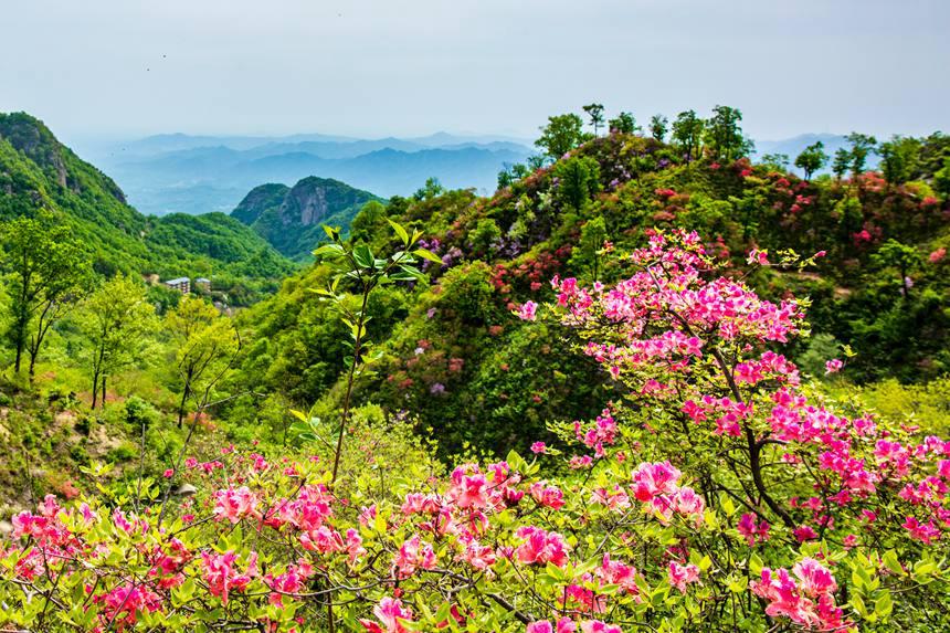 漫山遍野的杜鵑花形態各異，朵朵爭艷。馬進偉攝