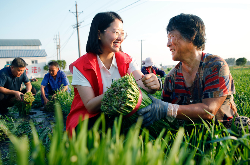 河南尉氏縣庄頭鎮黨員志願者在馬頭崗村幫助村民收獲蔬菜進行外銷。 李新義攝