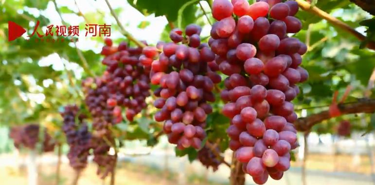三门峡陕州区：葡萄产业助力乡村振兴