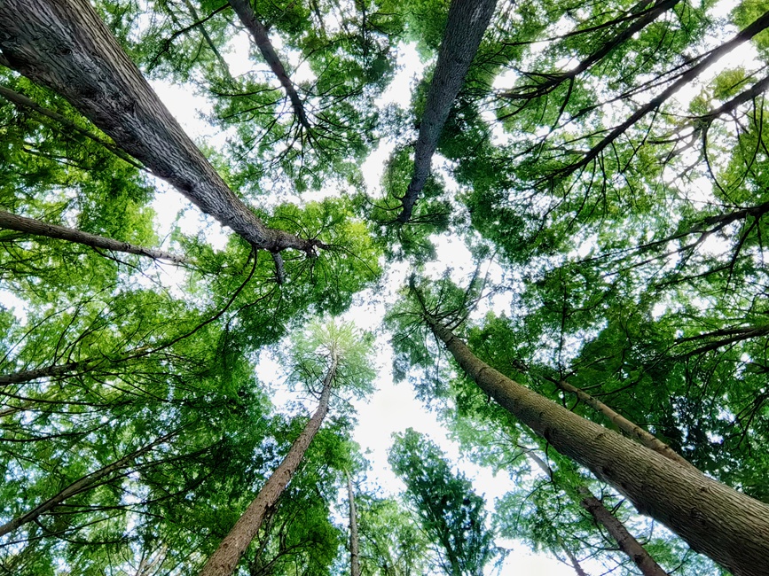 “天然氧吧”波爾登森林公園。王劍波攝