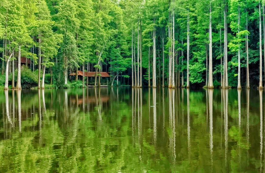 “天然氧吧”波爾登森林公園。王劍波攝