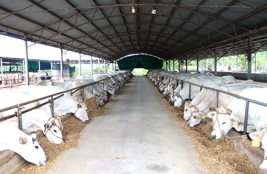 新野县500头皮南母牛繁育场的标准化牛舍。王凯摄