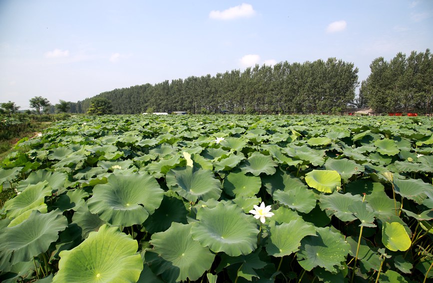 赵岗村的百亩荷塘。王凯摄