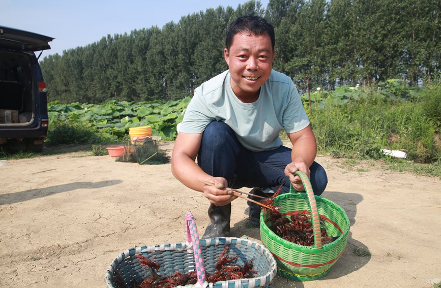 专业社负责人正在挑选优质小龙虾。王凯摄