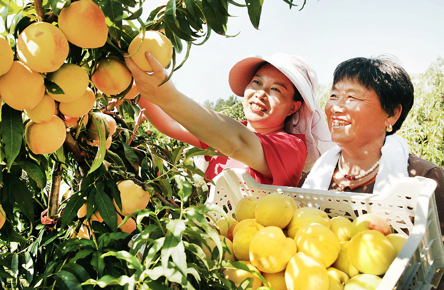 村民正在采摘黄桃。 李新义摄 