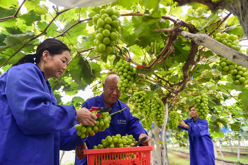 种植基地内，工人们正在采摘成熟的葡萄。 黄政伟摄 