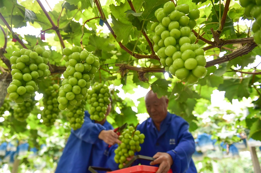 种植基地内，工人们正在采摘成熟的葡萄。 黄政伟摄