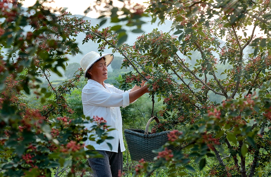 椒农在采摘花椒。图片由安阳市殷都区摄协提供