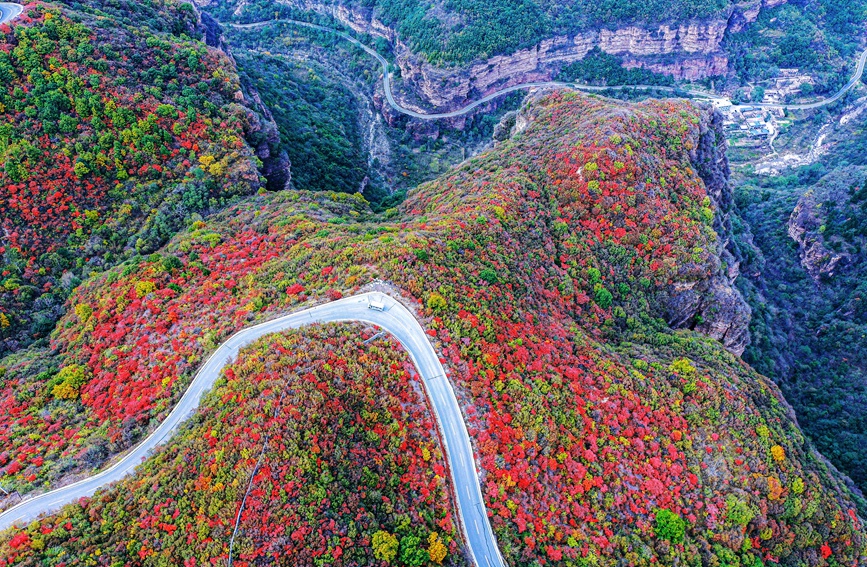 金秋紅葉染太行。吳寶山攝