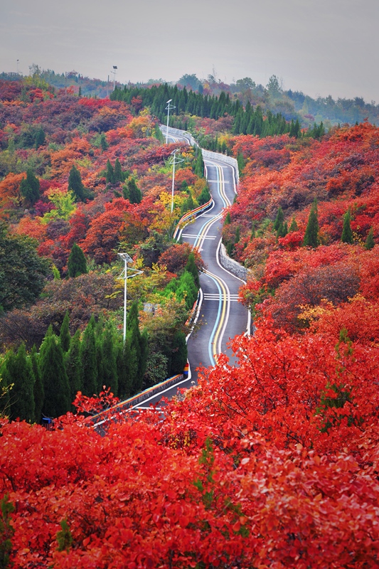 巩义竹林长寿山旅游通道在漫山红叶中蜿蜒游走。曹振普摄
