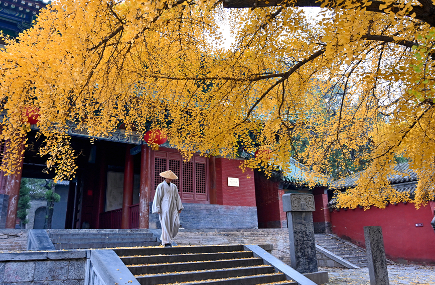 河南嵩山少林寺内，数株千年银杏黄叶灿烂如金。