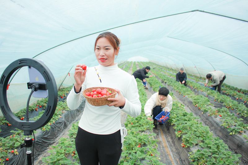 大棚里的直播间 郑恒摄