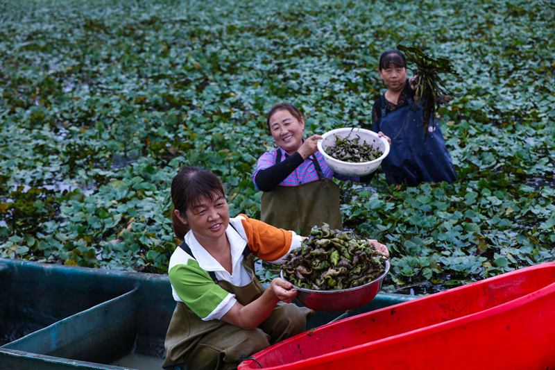 《菱角飘香收获正忙》 谢万柏摄