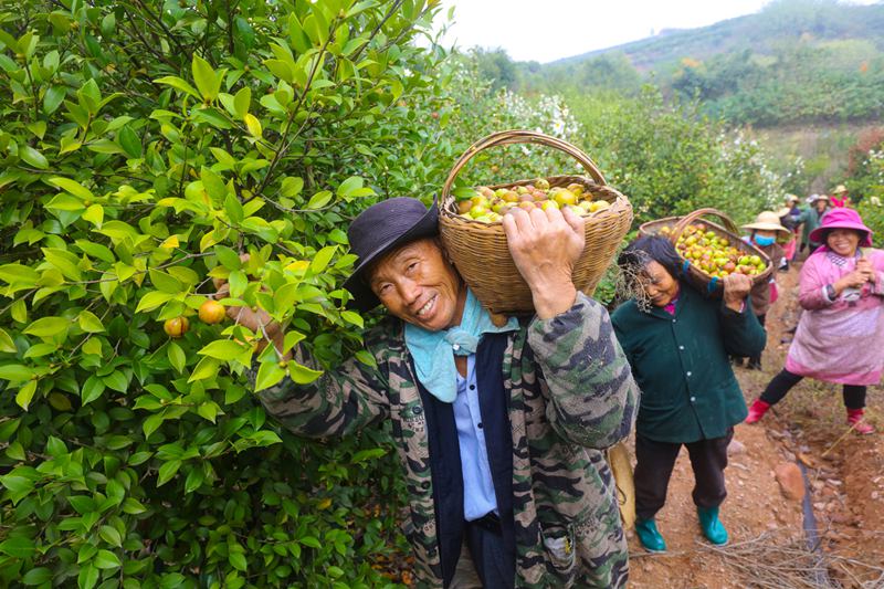 《种植油茶走上致富路》谢万柏摄