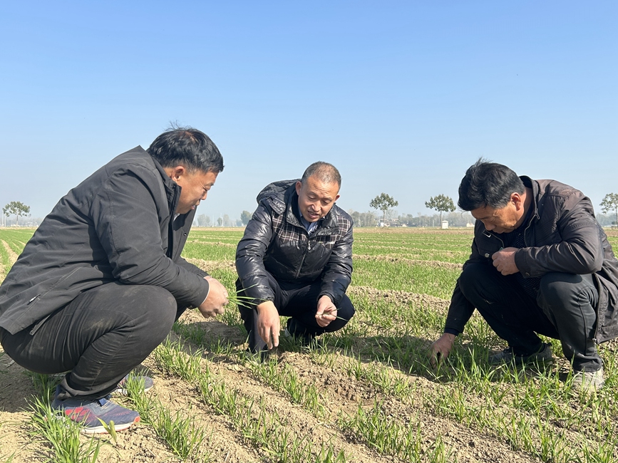 滑縣農技推廣中心植保站站長陳一品（中）指導農民加強冬季田間管理措施。高聰攝