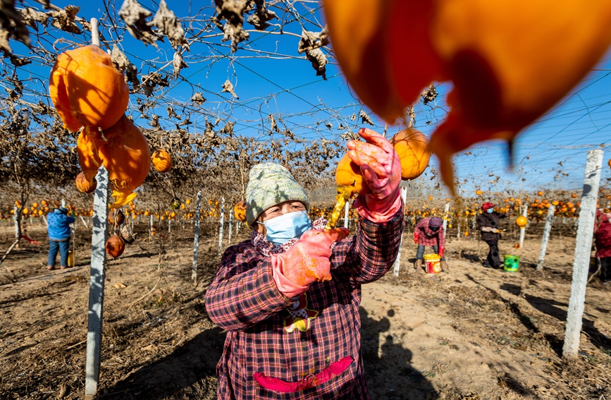 12月14日，农民在河南省安阳市安阳县永和镇志新种植合作社的瓜蒌棚内采挖瓜蒌籽。王建安摄