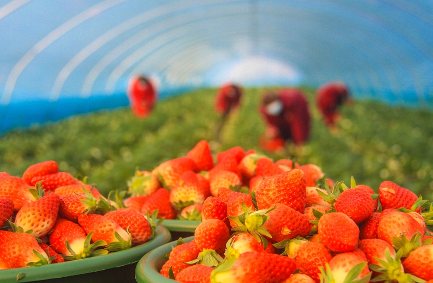 村民在一家草莓种植大棚内采摘。高嵩摄