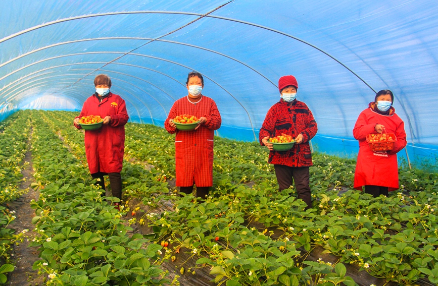 村民在一家草莓种植大棚内往外送草莓。高嵩摄