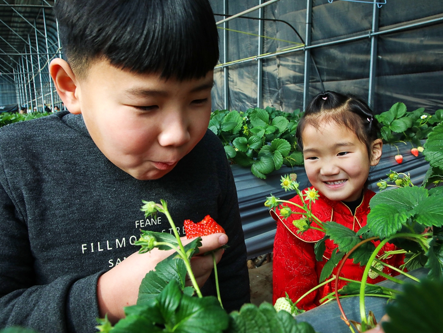 河南省安阳市汤阴县古贤村一家草莓采摘园内，小朋友体验采摘乐趣。麻翛然摄 