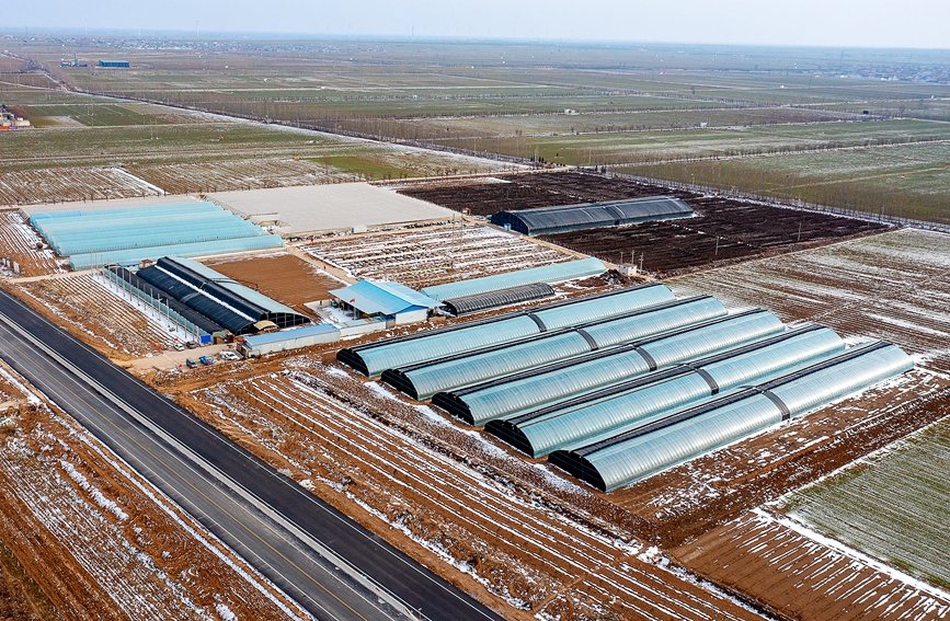 河南省安阳市汤阴县古贤村一家水果种植基地。麻翛然摄