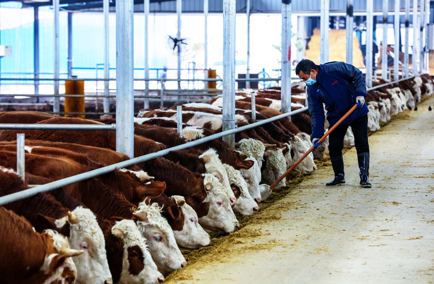 飼養員在西門塔爾品種肉牛養殖基地裡給牛喂草料。謝萬柏攝