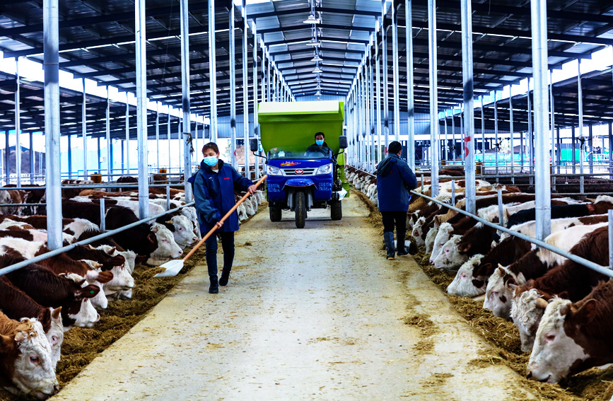 飼養員在西門塔爾品種肉牛養殖基地裡給牛喂草料。謝萬柏攝